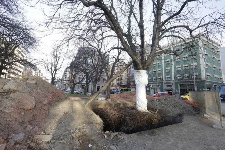 Príncep de Viana, tallada demà 10 hores per trasplantar dos arbres