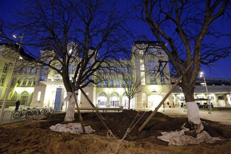 Trasplantats els dos grans arbres per poder alinear Príncep de Viana amb el pont
