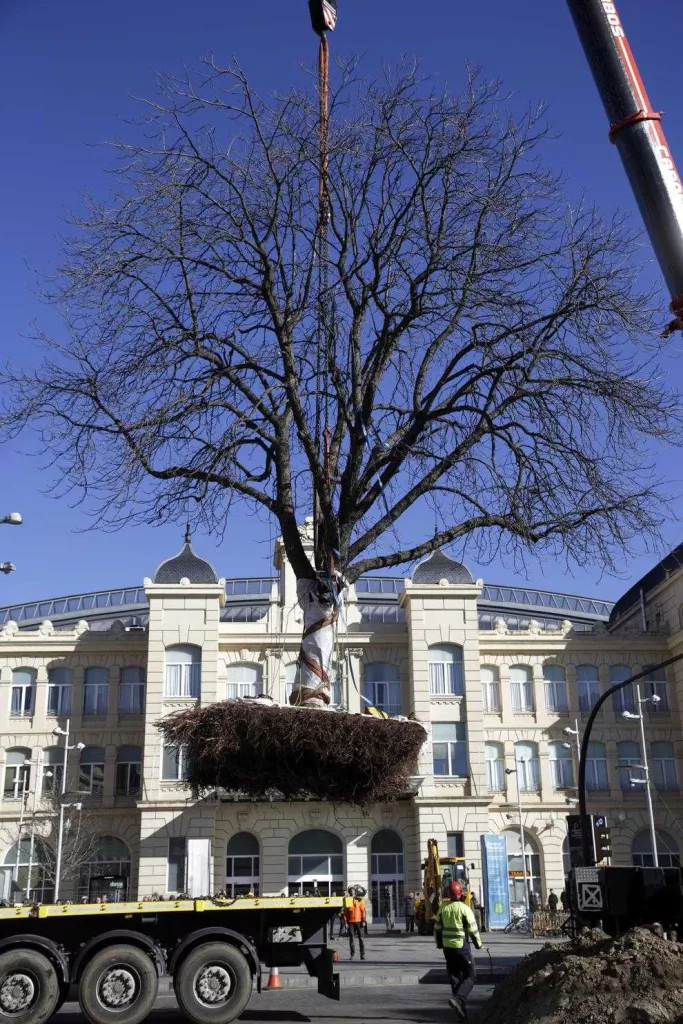 Trasplantats els dos grans arbres per poder alinear Príncep de Viana amb el pont