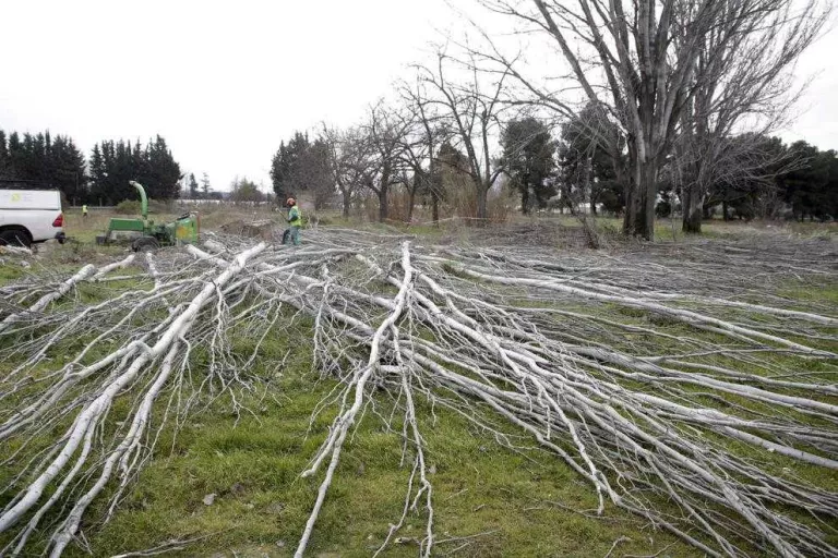 La Paeria traurà a concurs la gestió de les firetes a l’antiga Hípica