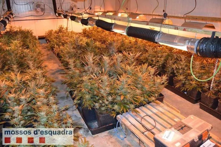 Talls de llum posen al descobert un laboratori de 'maria' a l'Horta
