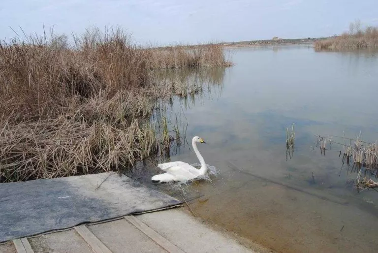 Alliberat a l’estany un cigne cantaire poc vist a Catalunya