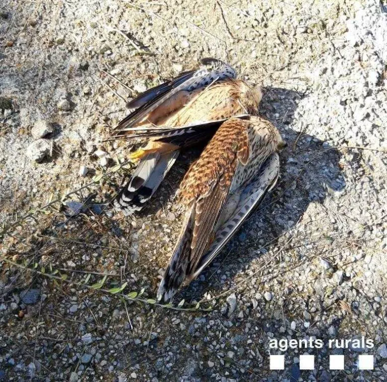 Els Rurals troben dos xoriguers electrocutats a les Garrigues