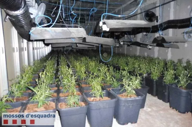 Vista de la sofisticada plantació de marihuana desmantellada en una nau inactiva de Torà.