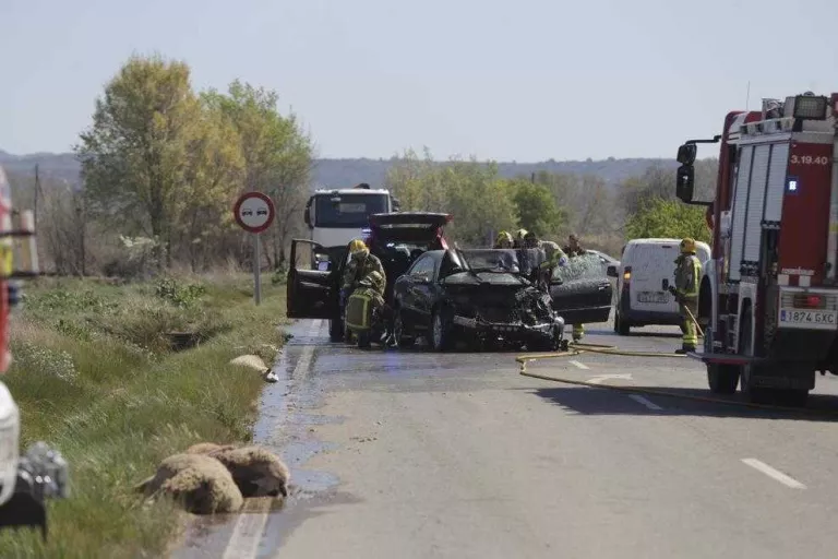 Moren trenta ovelles al col·lidir amb dos cotxes a Puigverd de Lleida