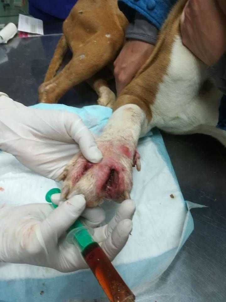 Més de 450 animals han mort a la gossera en els últims cinc anys