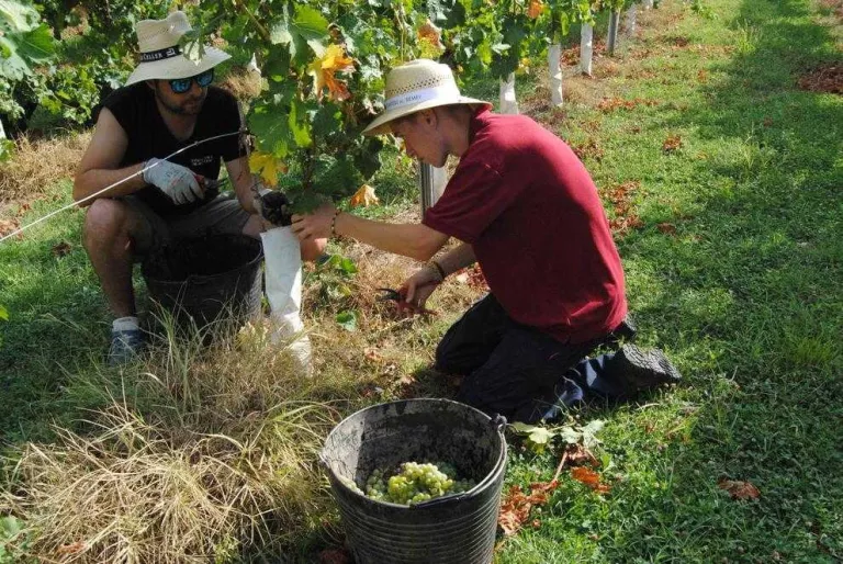 Costers del Segre suposa el 3% del vi amb DO venut a Catalunya