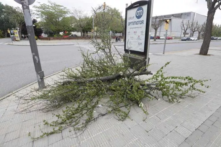 Retiren un arbre caigut enmig del carrer a Pardinyes