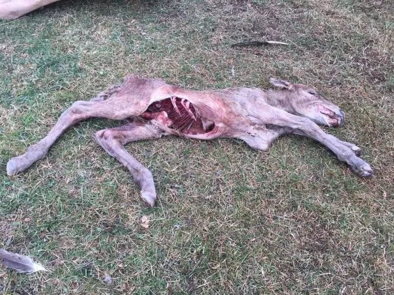 Un voltor mata un poltre a Soriguera