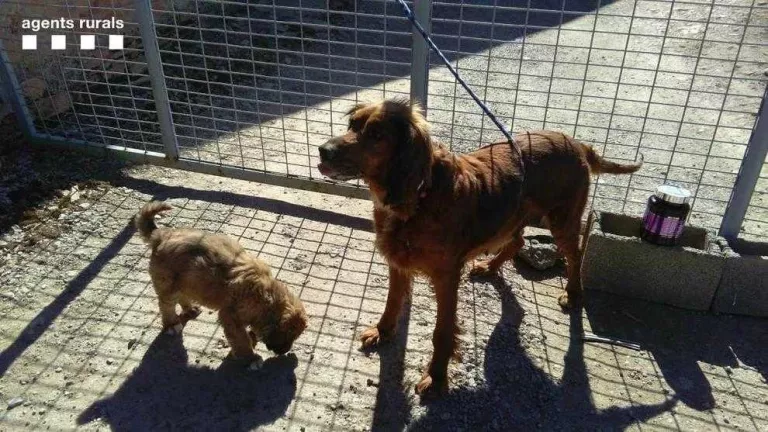 Multen l'amo de dos gossos a la Segarra per deixar-los escapar