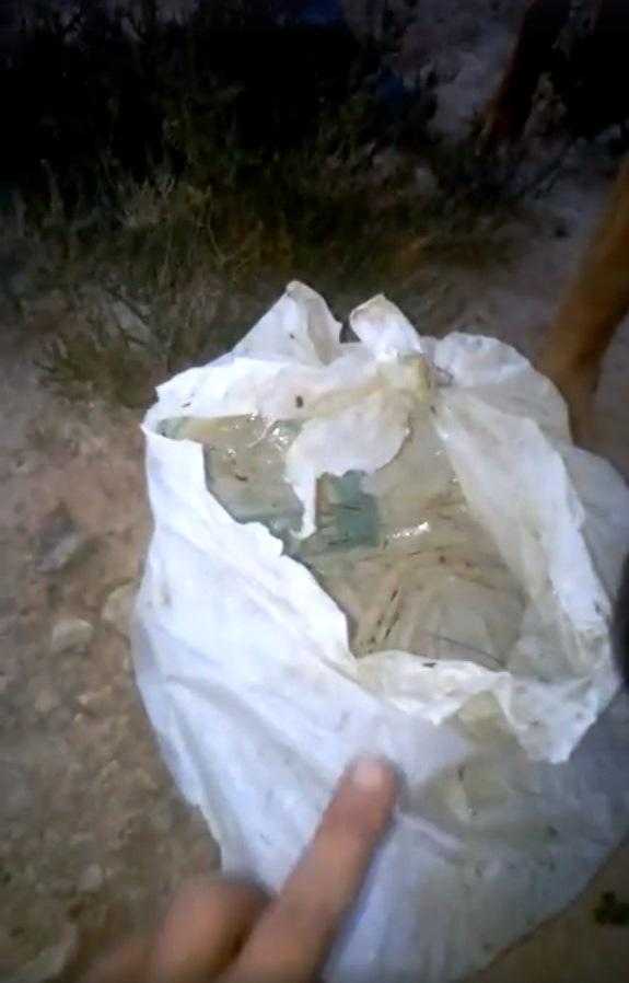 Imatge de la bossa i dels cadells abandonats.