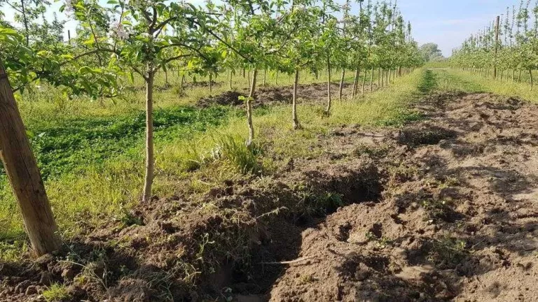 Senglars i conills fan malbé cultius a l’Horta