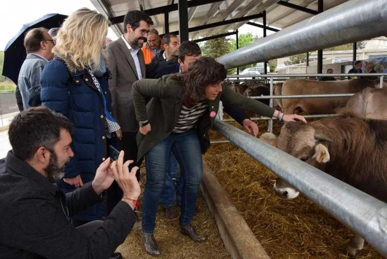 Agricultura subhasta els seus 22 primers sementals de raça bruna del Pirineu