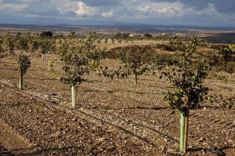 El pistatxo arriba al Canal d’Urgell i el grup Borges preveu tenir-ne 500 ha en deu anys