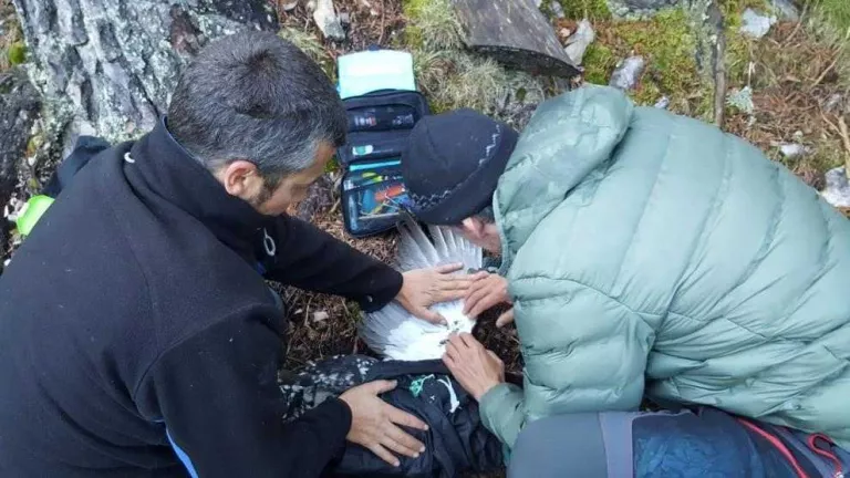 Seguiment via satèl·lit dels galls fers al Pirineu