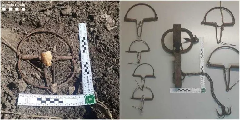 Sorprès col·locant trampes per caçar animals a la Noguera