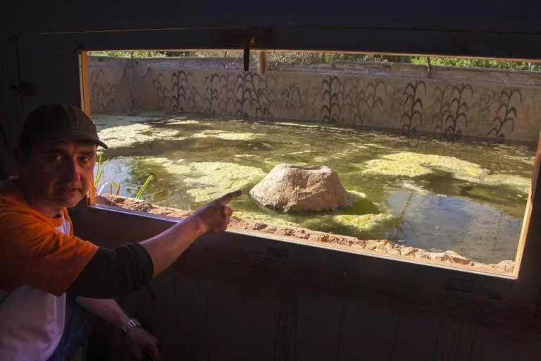 Vallbona habilita una bassa per poder observar amfibis i rèptils