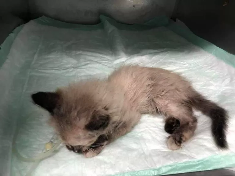 La gata va haver de ser operada d’urgència a causa de les ferides provocades pel petard.