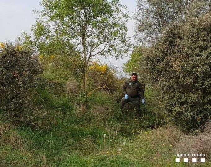 Denuncien un veí de Balaguer amo d’un llebrer mort a cops