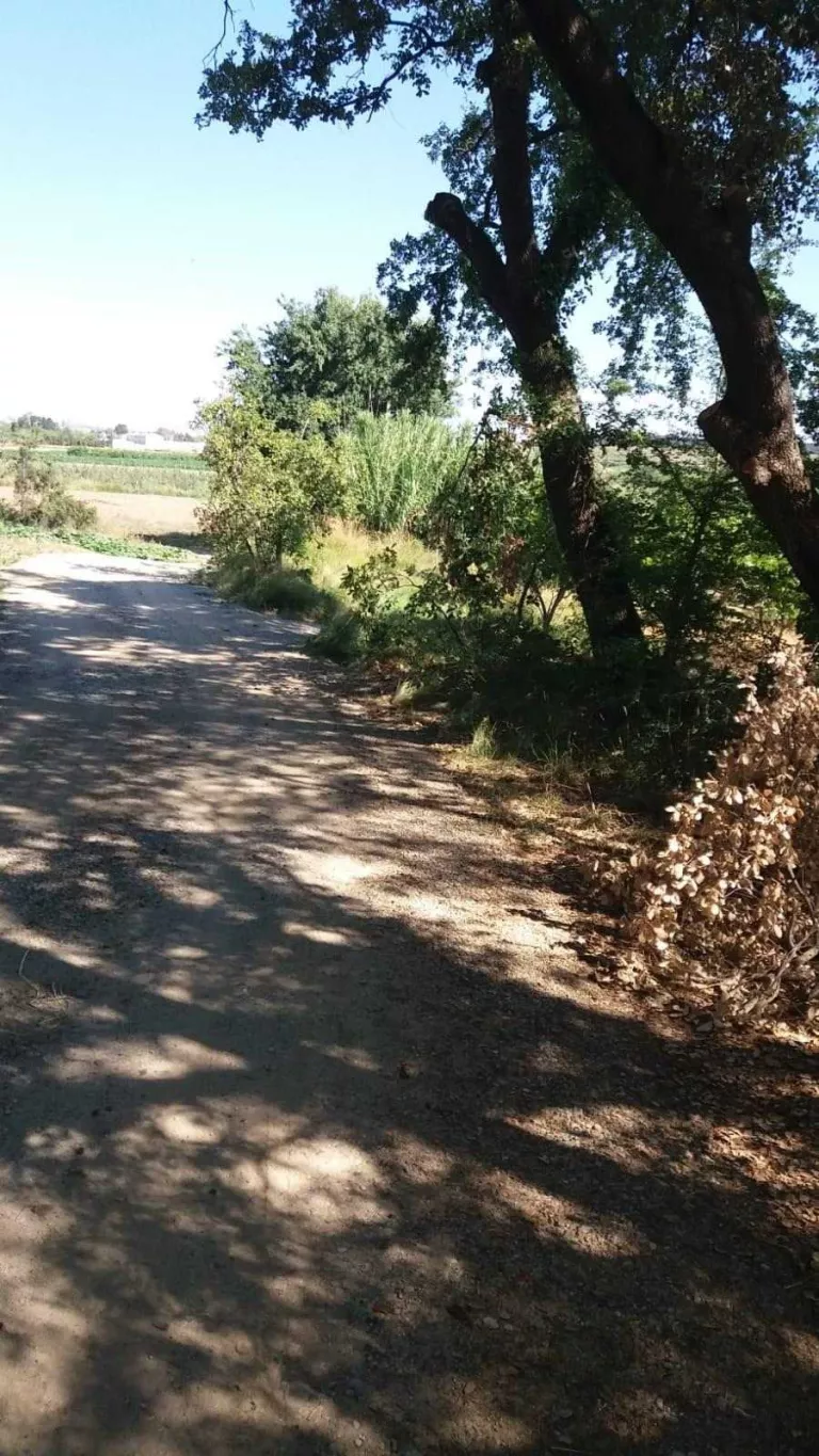 Un veí d’Alguaire denuncia tales de branques