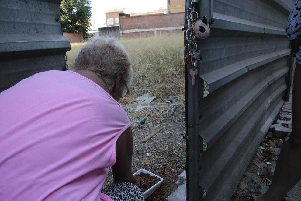 La Paeria controlarà i censarà les colònies de gats de carrer