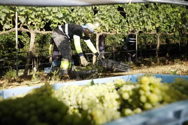 Raimat ja elabora tots els vins de la seua marca amb raïm ecològic