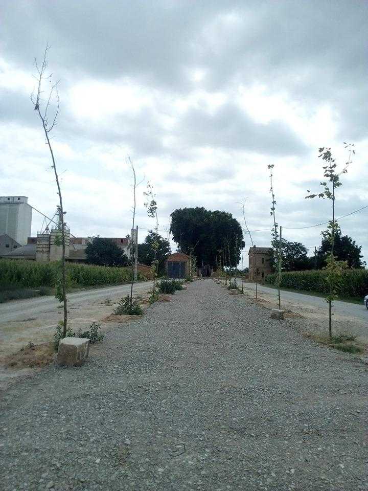 Denuncien la mort d’arbres a Vilanova de Bellpuig al no regar-los