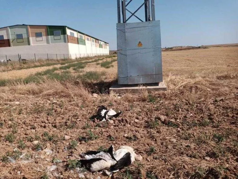 Més de 30 cigonyes mortes a la línia de l’aeroport Lleida-Alguaire