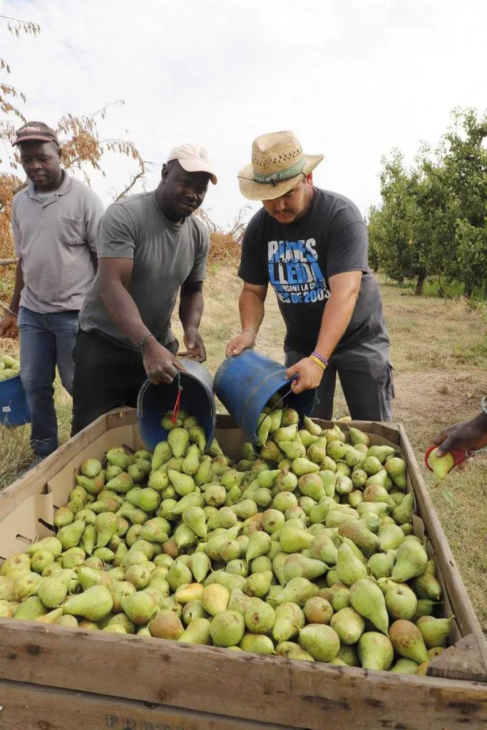 Lleida arranca les campanyes de la recollida de figues i de conference