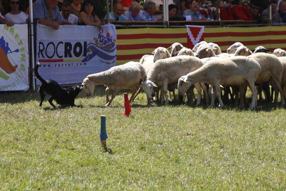 Els gossos es llueixen a Llavorsí