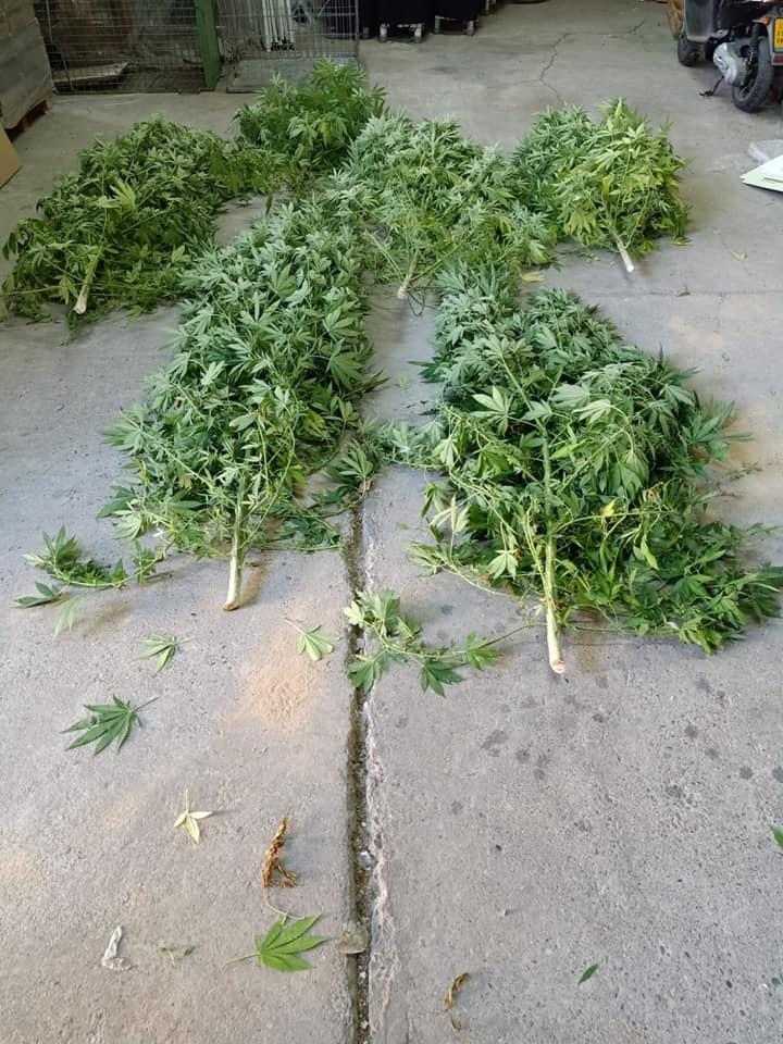 Cops policials contra el tràfic de marihuana a Bellvís i Alcarràs
