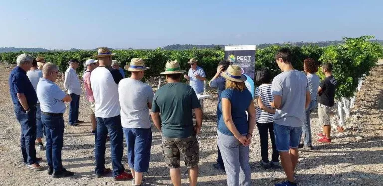 Estudi a Verdú sobre l'efecte del reg en la qualitat del raïm