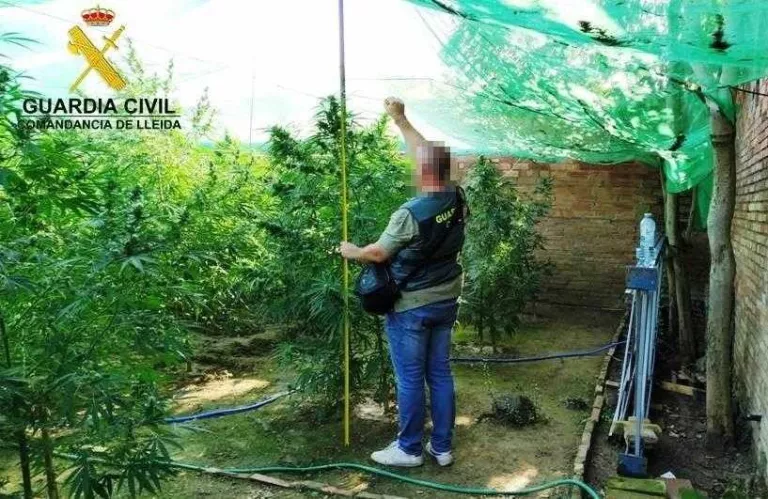 La plantació dels Arcs estava coberta amb malles per evitar que fossin vistes per la policia.