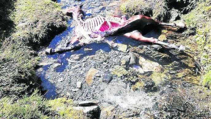 Tercer atac de l’ós Cachou a una euga a Aran en només sis dies