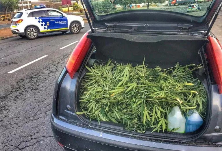 Sorprès amb 12 quilos de plantes de maria al cotxe