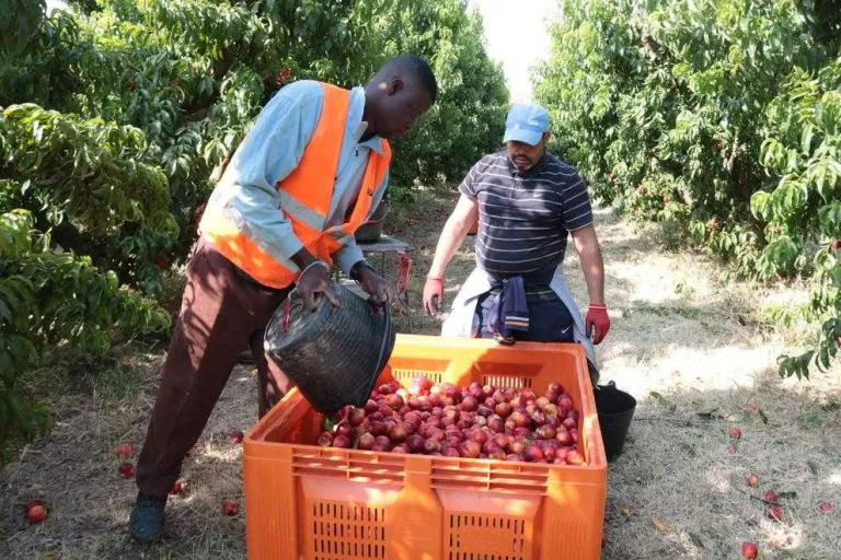 Afrucat alerta que la possible manca de mà d'obra podria deixar sense collir la fruita més primerenca