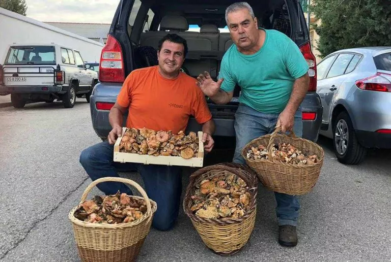 L’escassetat de bolets dispara el preu dels rovellons