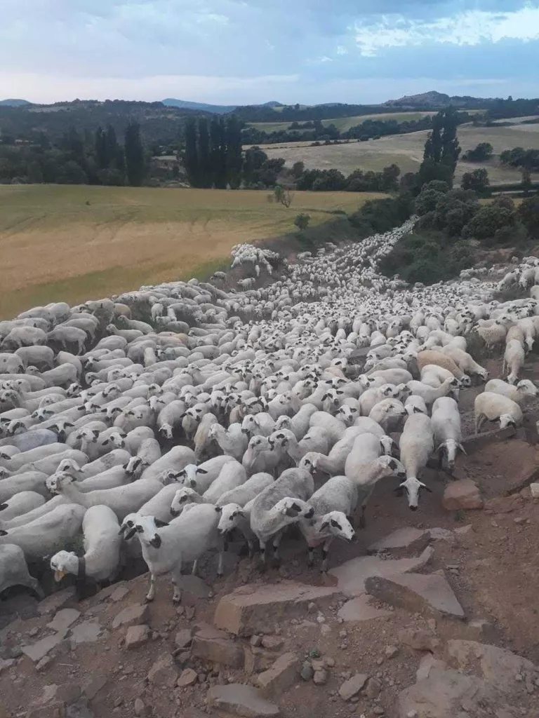 Unes 2.500 ovelles baixen de Castanesa a Alcarràs