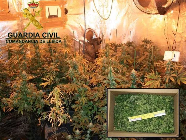 Detingut per un 'laboratori' de marihuana en un edifici de Lleida
