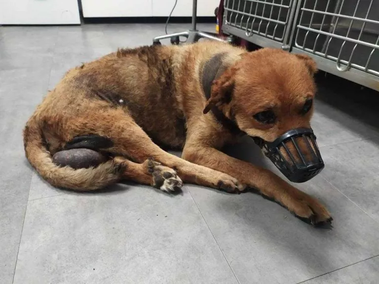 Denuncien la mort d’un gos abandonat malalt a Bellvís