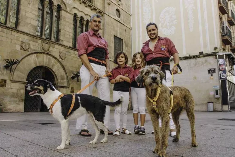 Castells de solidaritat