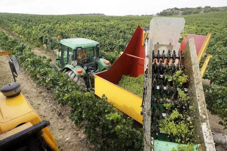 Costers del Segre redueix producció però destaca per l’elevada qualitat