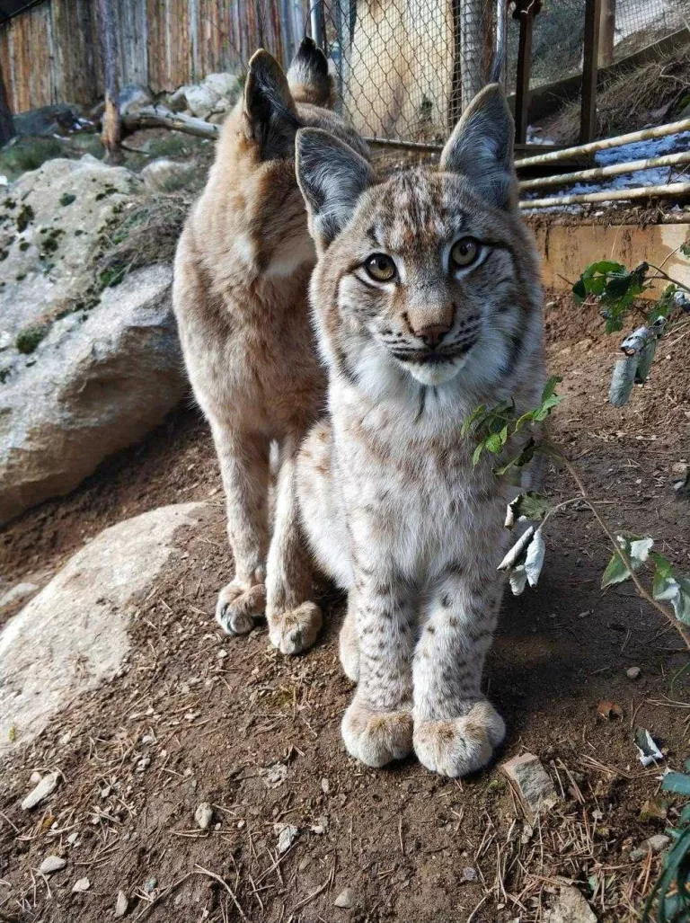 El linx nascut a les Planes de Son al maig s’anomenarà Minairó