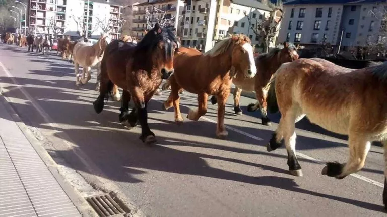 La transhumància de cinquanta cavalls, dilluns al seu pas per la C-13, a Sort.