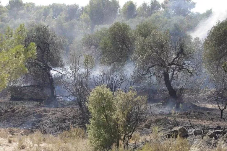 El Segrià contracta tretze aturats per netejar els boscos