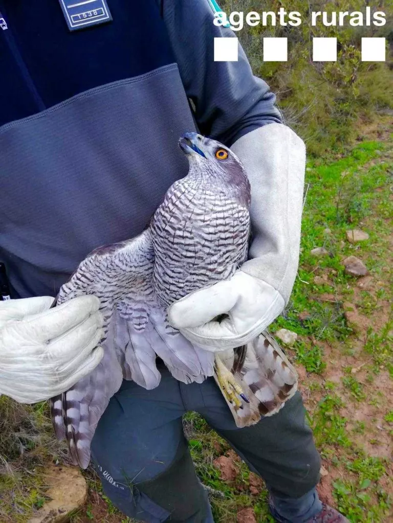 L’astor va ser traslladat al Centre de Fauna de Vallcalent.