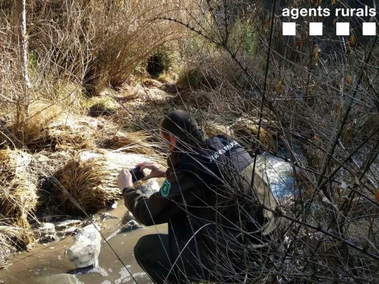 Denuncien un abocament de purins al Flamisell i dos en camps de la Noguera