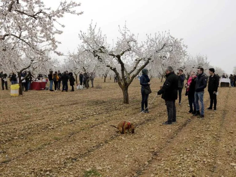 Visites a la floració en cinc pobles de les Garrigues