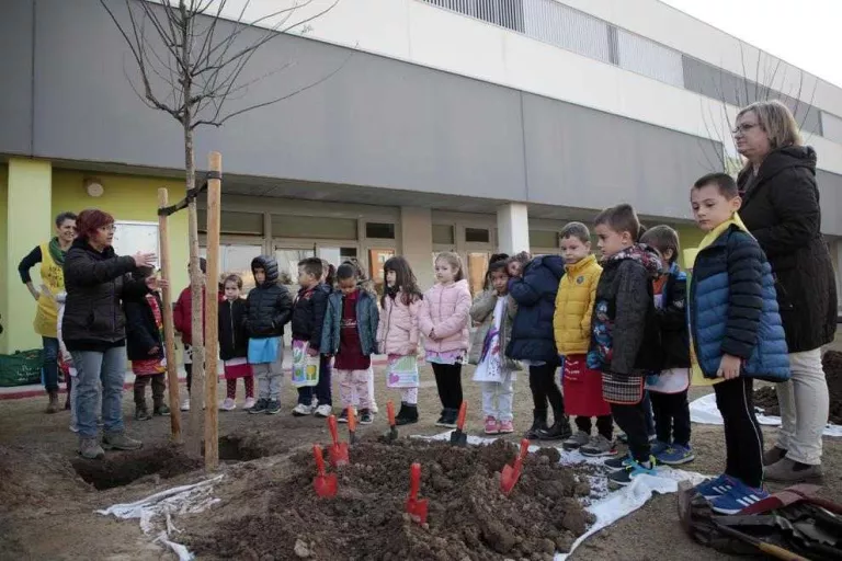 Planten una cinquantena d’arbres en patis escolars