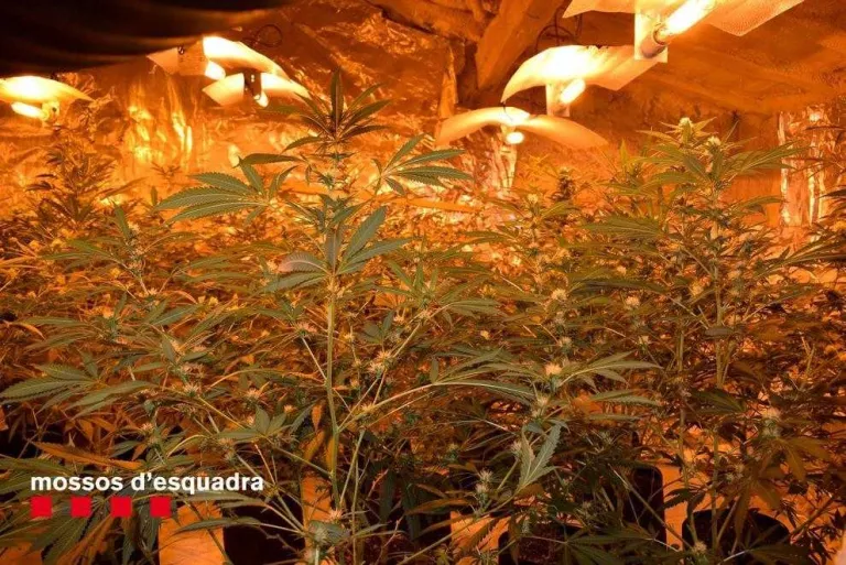 A les plantacions d’Algerri i Bellvís van trobar un total de 1.347 plantes.
